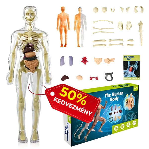 FLESHTOPIA anatómiai modell